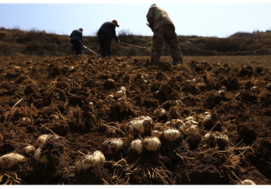 把百合当成零食吃兰采合兰州百合脆心10g100袋